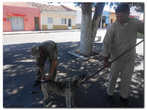 Campanha de Vacinação Contra a Raiva - Imagem 2