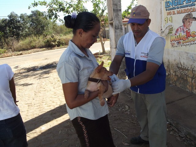 Campanha antirrábica é realizada em Oeiras
