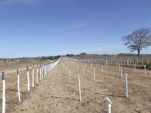 Hipódromo Chapéu Quebrado esta pronto para a 40ª festa do Vaqueiro - Imagem 4