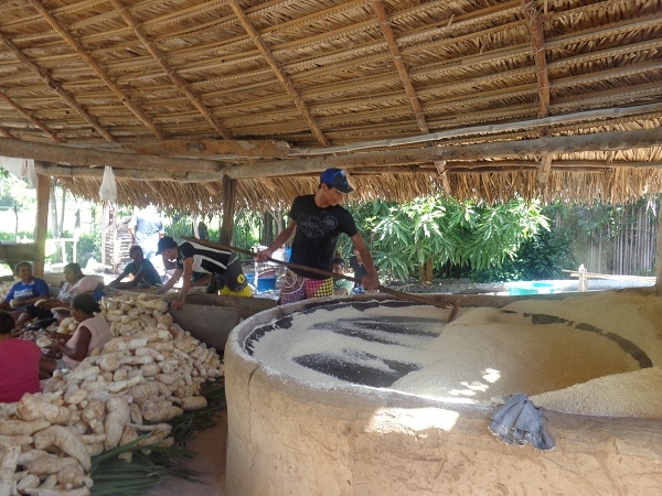 Secretário de Agricultura comemora com os agricultores a safra da farinha  - Imagem 3