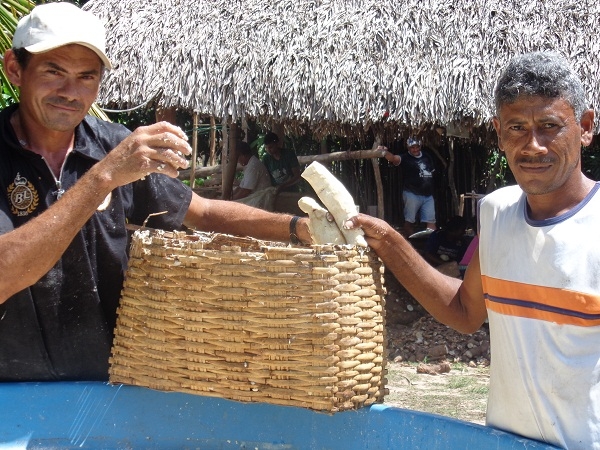 Secretário de Agricultura comemora com os agricultores a safra da farinha  - Imagem 2