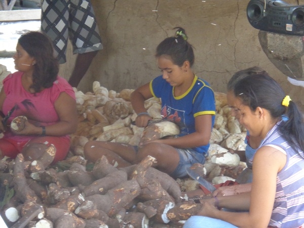 Secretário de Agricultura comemora com os agricultores a safra da farinha  - Imagem 1