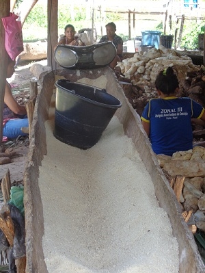 Secretário de Agricultura comemora com os agricultores a safra da farinha  - Imagem 4