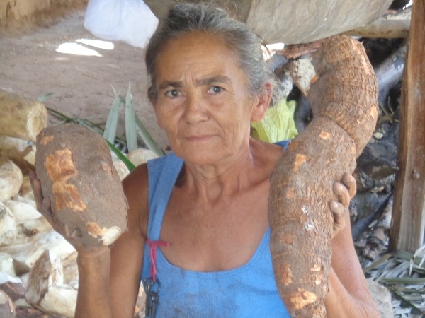 Secretário de Agricultura comemora com os agricultores a safra da farinha  - Imagem 7