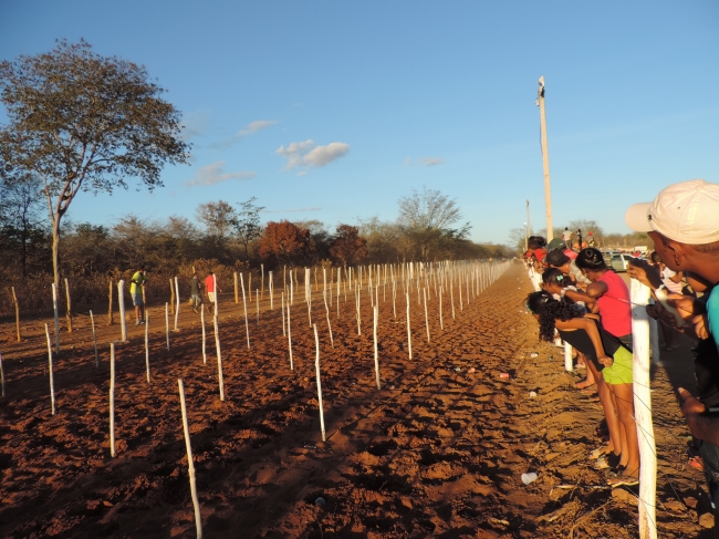 Tradicional Corridas de cavalos de Barra D“Alcântara - Imagem 8