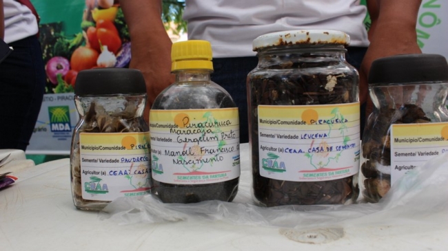 Sementes raras e exóticas são mostradas no I Festival das Sementes da Fartura, realizado no município de Pedro II - Imagem 17