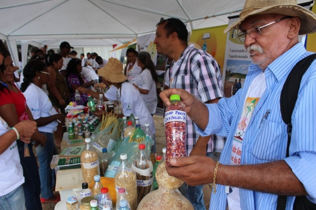 Sementes raras e exóticas são mostradas no I Festival das Sementes da Fartura, realizado no município de Pedro II - Imagem 16