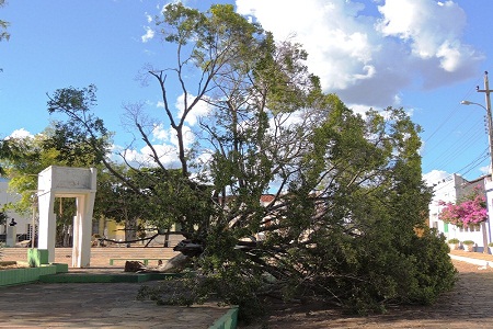 Pé de Figueira antigo da Praça Domingos Mourão caiu neste domingo