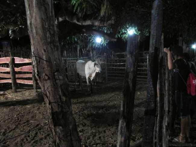 VII Rodeio de Vaquejada Tuna Brito Termina em Grande Estilo  - Imagem 47