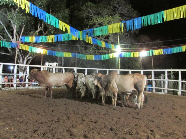 VII Rodeio de Vaquejada Tuna Brito Termina em Grande Estilo  - Imagem 46