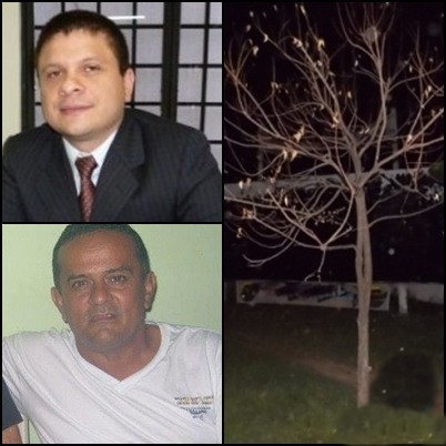 Promotor de justiça de Esperantina vai apurar morte de árvore no município 