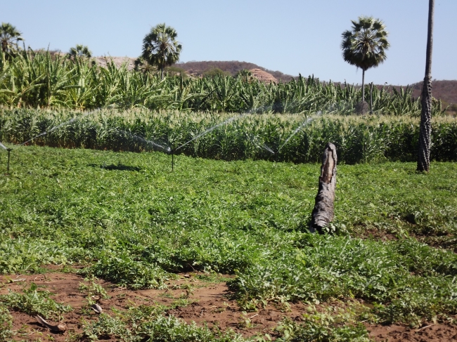 Conceição do Canindé Bate Recorde na Agricultura Familiar - Imagem 17