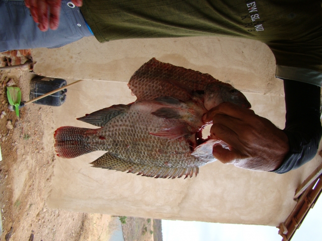 Conceição do Canindé Bate Recorde na Agricultura Familiar - Imagem 3