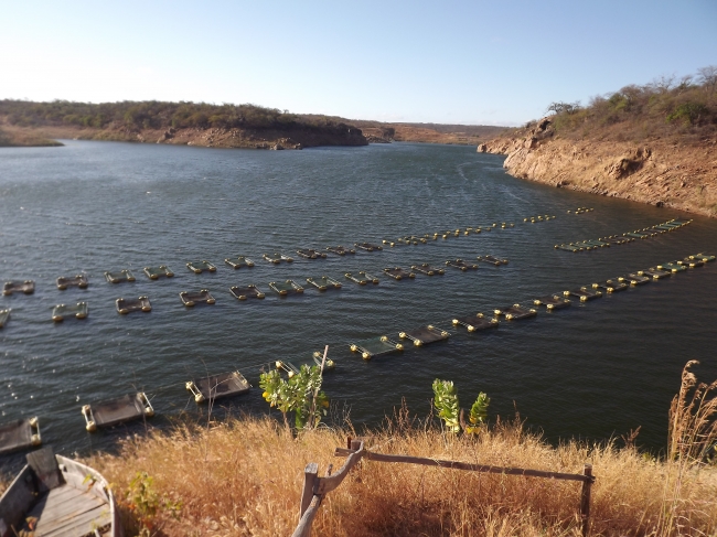 Conceição do Canindé Bate Recorde na Agricultura Familiar - Imagem 15