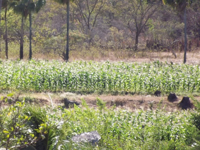 Conceição do Canindé Bate Recorde na Agricultura Familiar - Imagem 16