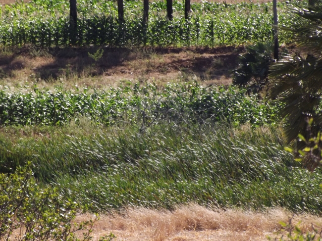 Conceição do Canindé Bate Recorde na Agricultura Familiar - Imagem 14