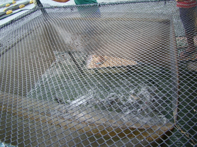 Conceição do Canindé Bate Recorde na Agricultura Familiar - Imagem 4