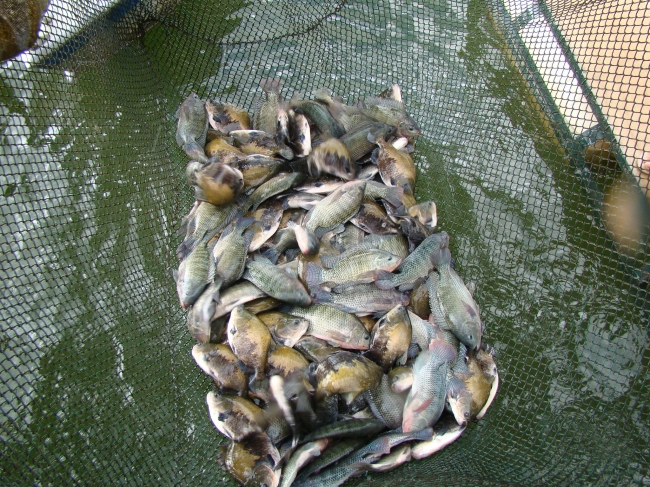 Conceição do Canindé Bate Recorde na Agricultura Familiar - Imagem 2