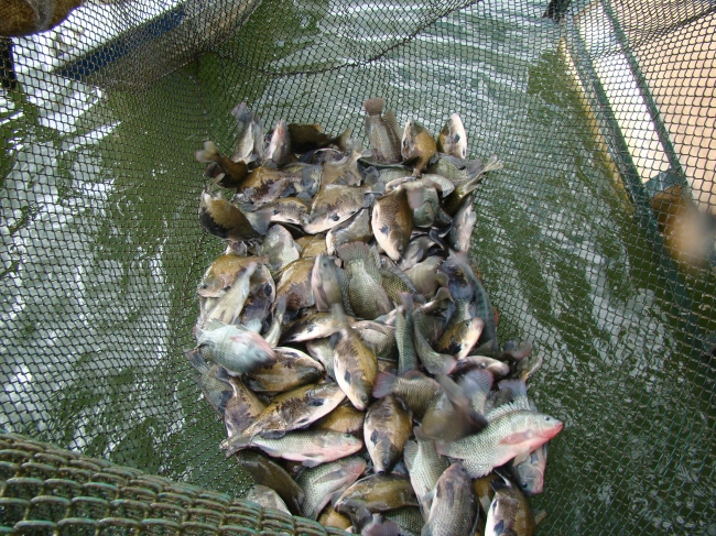 Conceição do Canindé Bate Recorde na Agricultura Familiar - Imagem 1