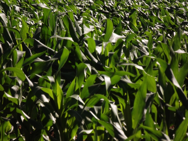 Conceição do Canindé Bate Recorde na Agricultura Familiar - Imagem 8
