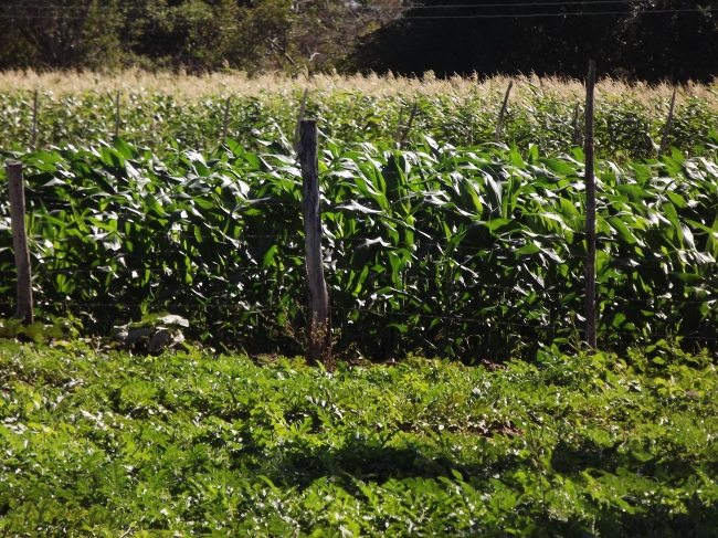 Conceição do Canindé Bate Recorde na Agricultura Familiar - Imagem 10