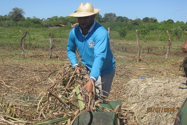 Prefeito Manin Geronço prestigia a preparação da primeira Ensilagem do município de Porto - Imagem 2