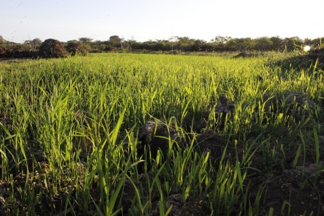 Prefeita Dra. Salete Rêgo visita agricultores na localidade caraíbas - Imagem 21