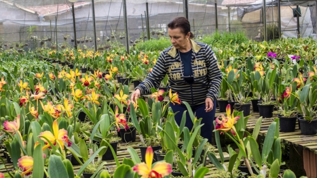 Blogueiro visita empresa de uma nordestina no interior de São Paulo que é referência nacional em orquídeas - Imagem 1
