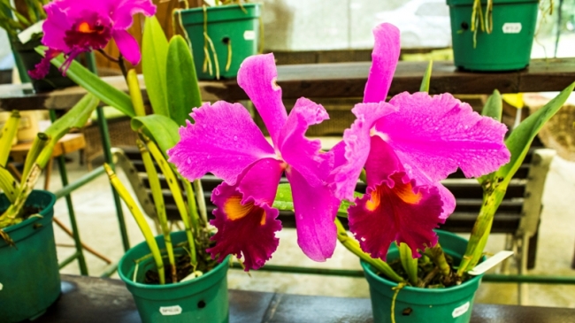 Blogueiro visita empresa de uma nordestina no interior de São Paulo que é referência nacional em orquídeas - Imagem 6