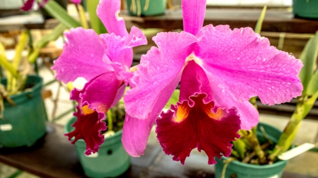 Blogueiro visita empresa de uma nordestina no interior de São Paulo que é referência nacional em orquídeas - Imagem 3