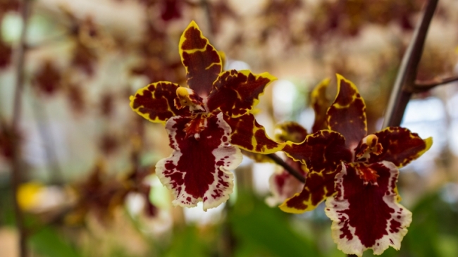 Blogueiro visita empresa de uma nordestina no interior de São Paulo que é referência nacional em orquídeas - Imagem 7