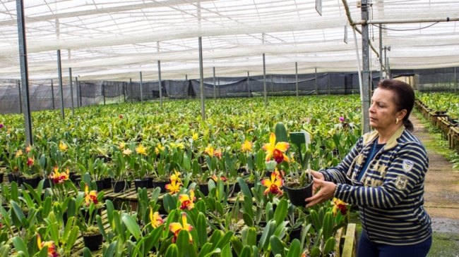 Blogueiro visita empresa de uma nordestina no interior de São Paulo que é referência nacional em orquídeas - Imagem 4