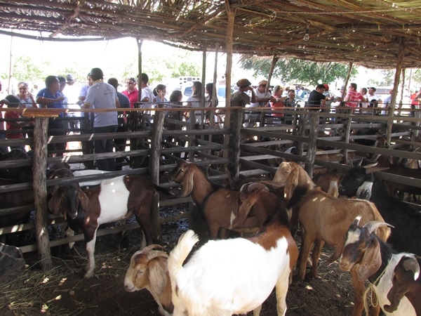 XXIV Semana Cultural: Cavalgada dos Vaqueiros - Imagem 60