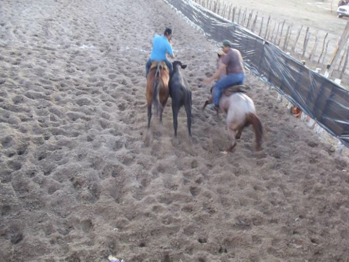 É o Boi, o Cavalo e o Vaqueiro. Derruba do Boi na Vaquejada do Parque Benecarmo - Imagem 57