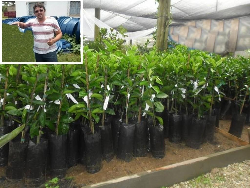 Prefeitura de Esperantina distribuirá 400 mudas frutíferas para população 
