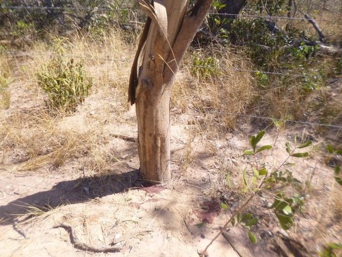 Acidente na BR 135 deixa vítima fatal; carro vinha de São Paulo e capotou próximo a Redenção do Gurgueia - Imagem 6