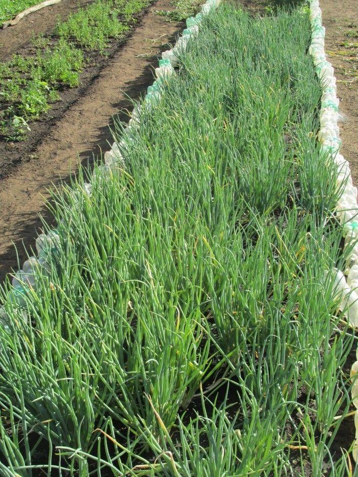 Horta Comunitária uma Renda Extra para 30 Famílias em Agricolândia - Imagem 15