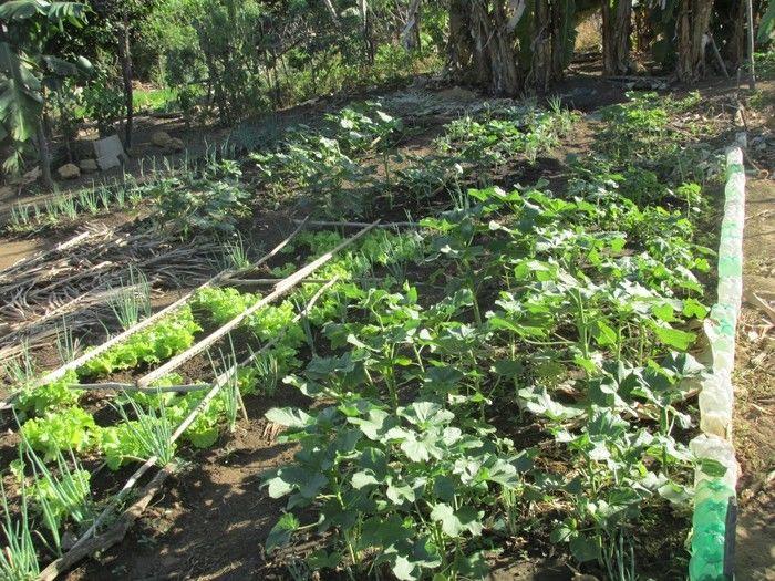 Horta Comunitária uma Renda Extra para 30 Famílias em Agricolândia - Imagem 3