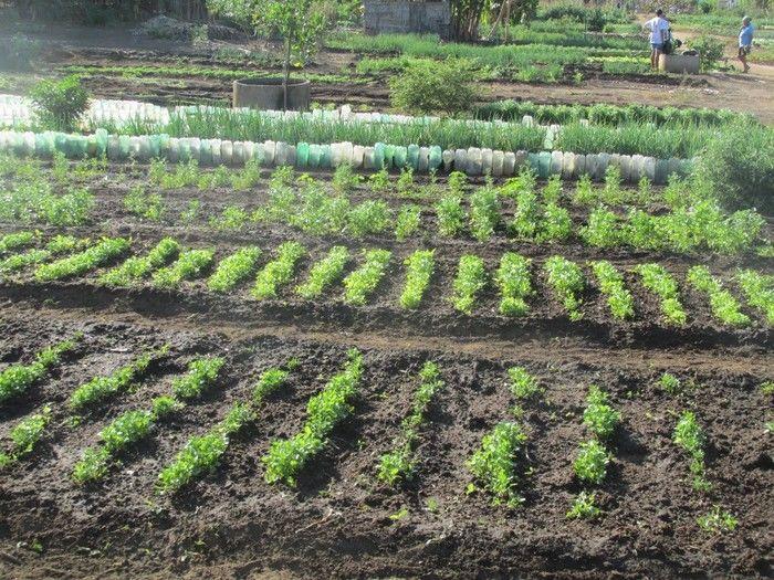 Horta Comunitária uma Renda Extra para 30 Famílias em Agricolândia - Imagem 18