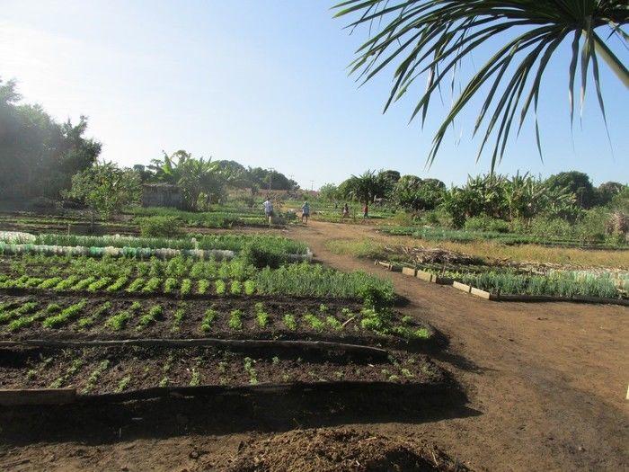 Horta Comunitária uma Renda Extra para 30 Famílias em Agricolândia - Imagem 21