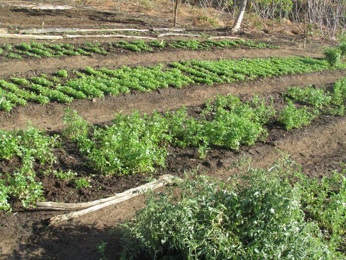 Horta Comunitária uma Renda Extra para 30 Famílias em Agricolândia - Imagem 16