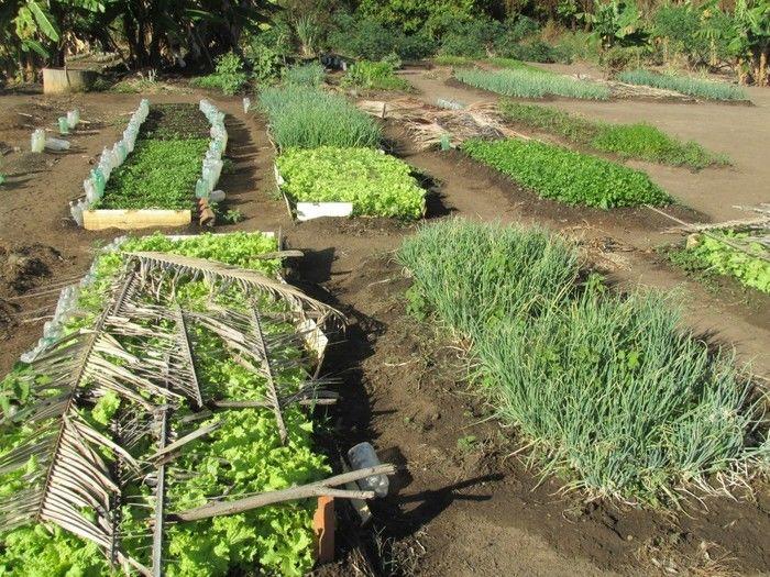 Horta Comunitária uma Renda Extra para 30 Famílias em Agricolândia - Imagem 7