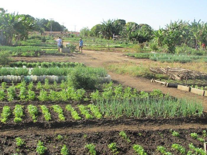 Horta Comunitária uma Renda Extra para 30 Famílias em Agricolândia - Imagem 19
