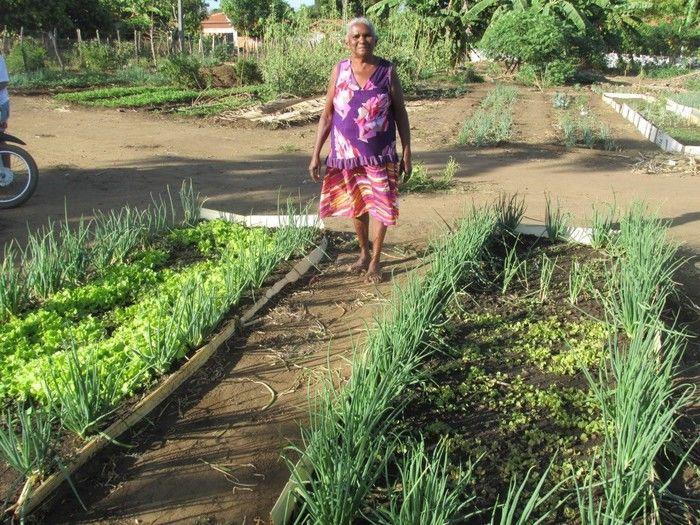 Horta Comunitária uma Renda Extra para 30 Famílias em Agricolândia - Imagem 25
