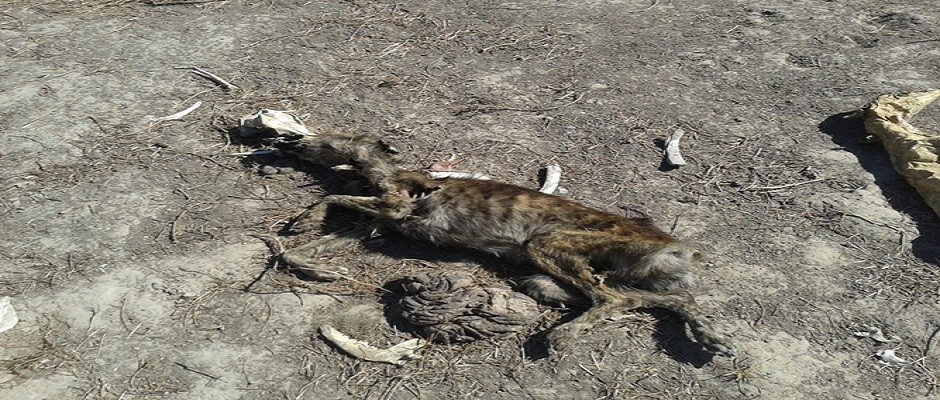 Animais mortos e lixo estão sendo jogados no Rio Surubim