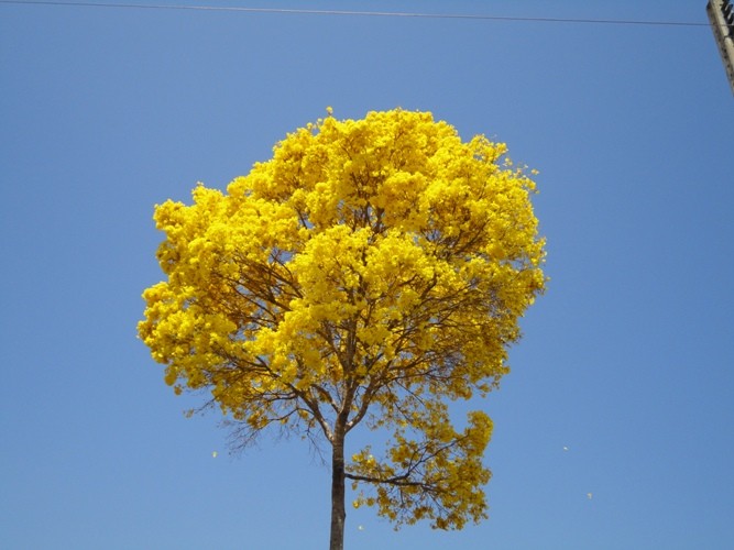 Pau d’arco, resistente, durável, exuberante, apreciado pela beleza de suas flores, a árvore é vista como símbolo da primavera  - Imagem 4