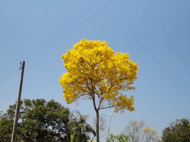 Pau d’arco, resistente, durável, exuberante, apreciado pela beleza de suas flores, a árvore é vista como símbolo da primavera  - Imagem 2