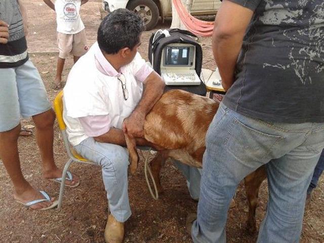 Festa do Bode de Batalha 2014 consolidada como a maior de todas as edições já realizadas‏ - Imagem 2