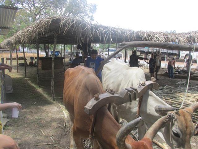 Festa do Bode de Batalha 2014 consolidada como a maior de todas as edições já realizadas‏ - Imagem 38