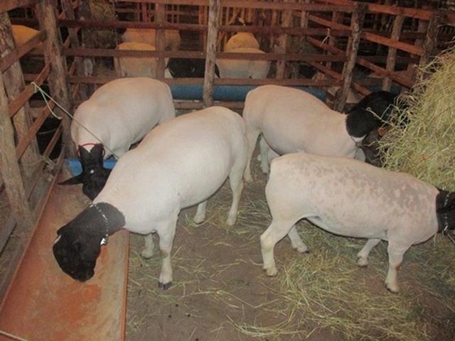 Festa do Bode de Batalha 2014 consolidada como a maior de todas as edições já realizadas‏ - Imagem 6